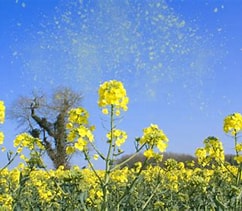 Beijing deploys tech-enabled measures to tackle spring pollen season
