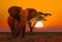 Trump & Turkey Expose Europe’s Security Loophole — Why It’s Time To Replicate Modi’s Model: OPED