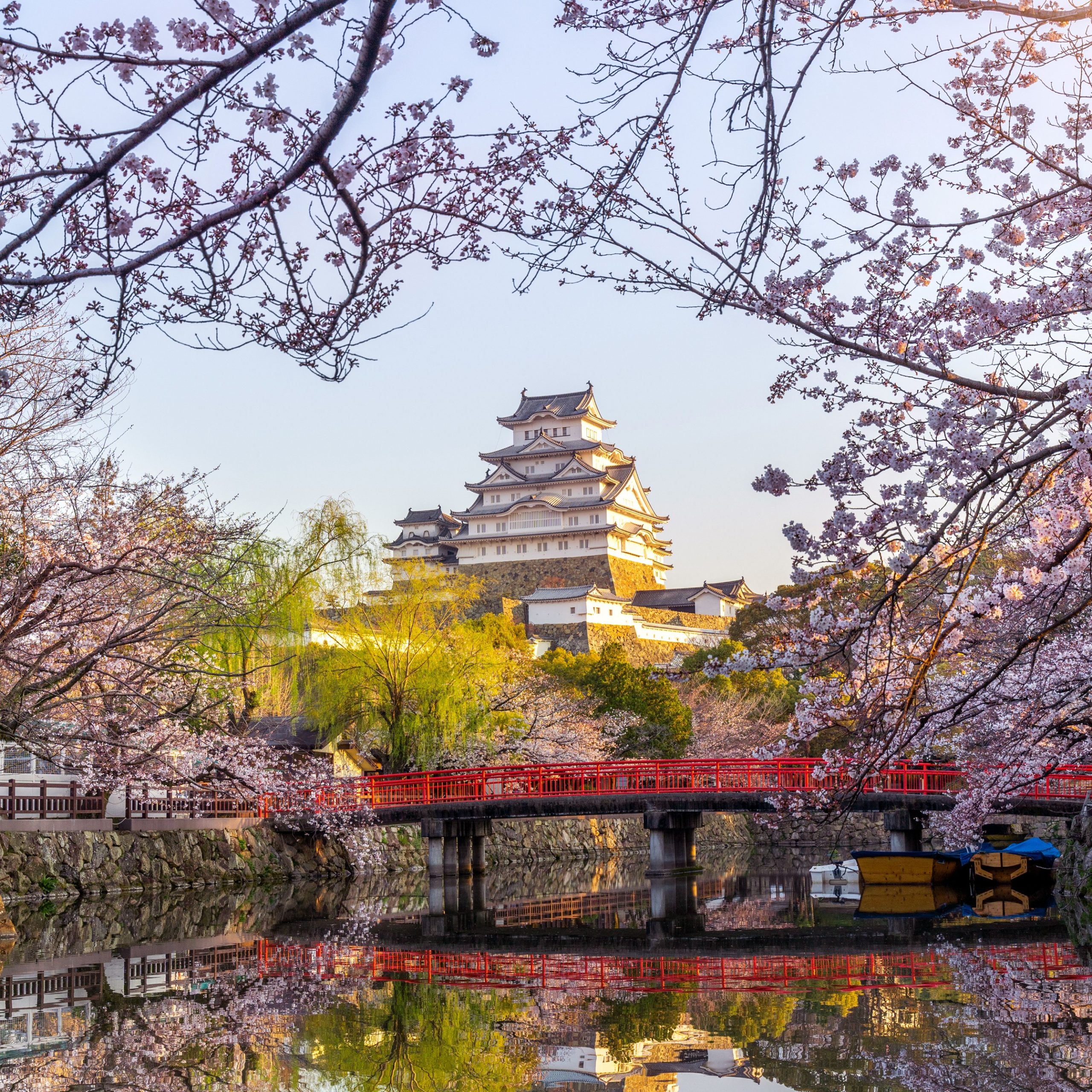 Japan cherry blossom festival cancelled because of unruly tourist ‘crisis’