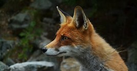 Central Asia and Britain Launch CA5+UK Ministerial Track