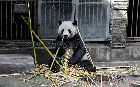 Cherishing the sincere public sentiment behind China-US giant panda cooperation: Global Times editorial