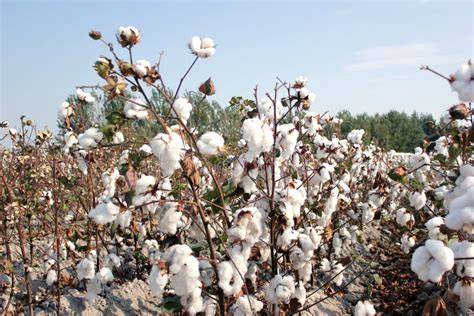 Uzbekistan Cotton: Mirziyoyev Decries ‘Slaves to Cotton’ Past